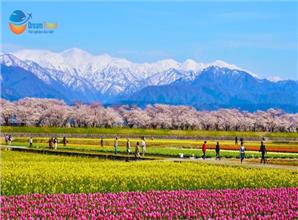 Tour Nhật Bản Cung Đường Romantic Mùa Hoa Anh Đào 2026